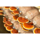 Reishi (Ganoderma lucidum)- ekstrakt standaryzowany ToPlanta