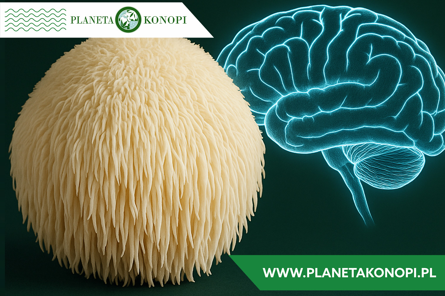 Lion’s Mane – na co pomaga? Wszystko, co warto wiedzieć o soplówce jeżowatej